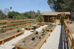 Encinitas Backyard Garden Remodel